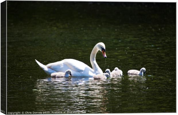 Swan and its Young at St James's Park Canvas Print by Chris Dorney