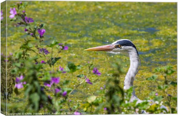 Heron in St. Jamess Park in London Canvas Print by Chris Dorney