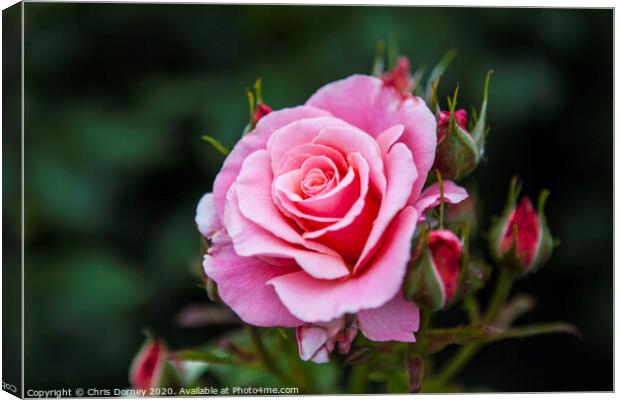 Rose in Hever Castle Gardens Canvas Print by Chris Dorney