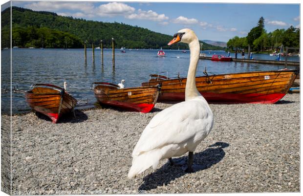 Swan at Bowness-on-Windermere Canvas Print by Chris Dorney