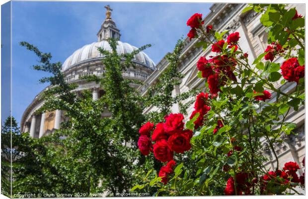 Roses at St. Pauls Catehdral in London Canvas Print by Chris Dorney