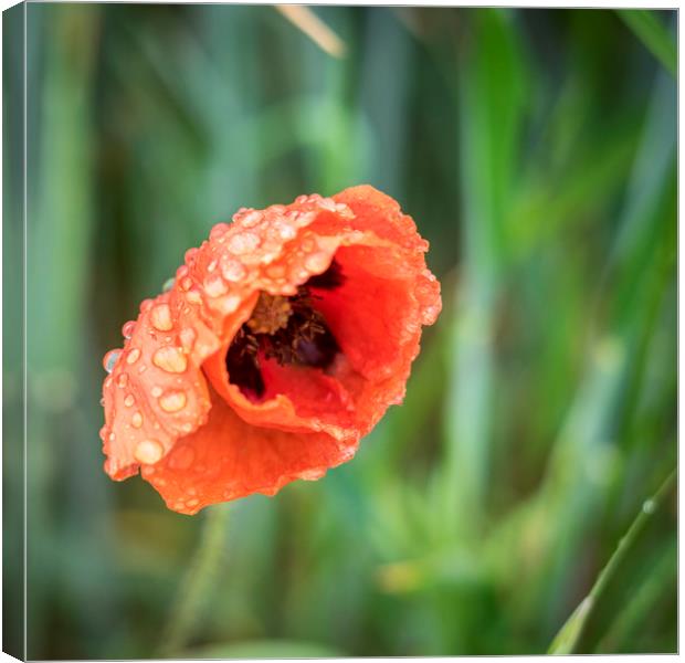 Poppy in the rain Canvas Print by Lindsay Philp