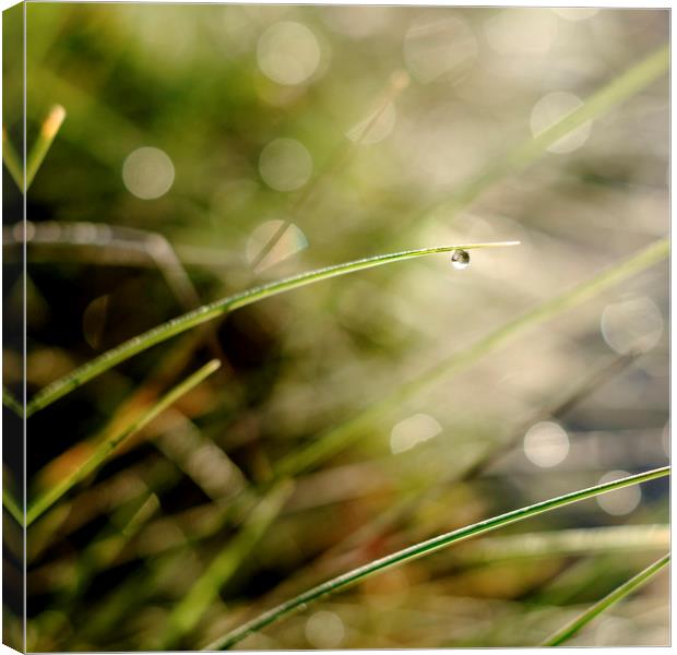 A solitary raindrop hanging from a blade of grass Canvas Print by Lindsay Philp