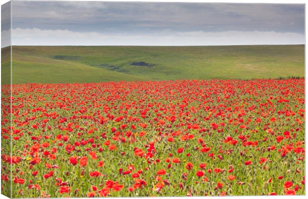 Poppies at West Pentire Cornwall Canvas Print by Lindsay Philp