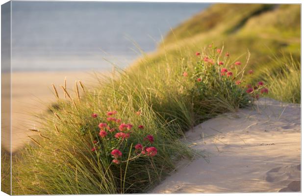 Valerian in the sand dunes at Daymer Bay Canvas Print by Lindsay Philp