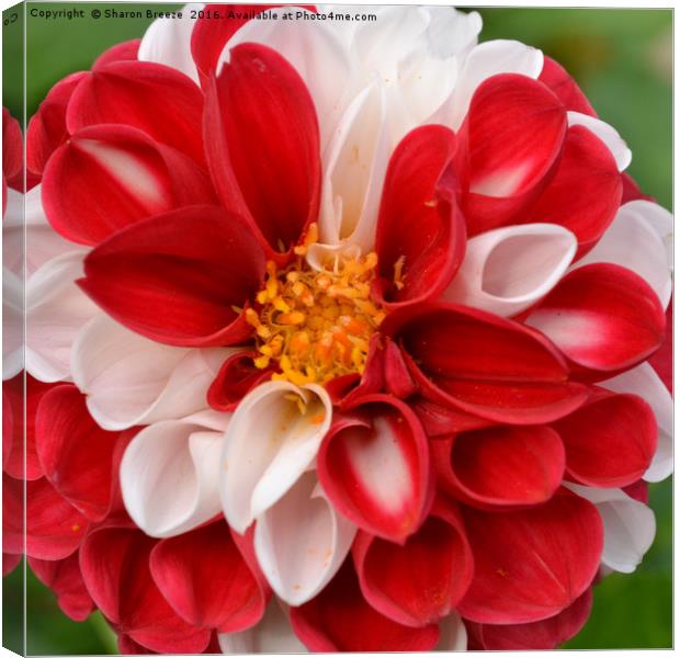 Red and white dahlia Canvas Print by Sharon Breeze