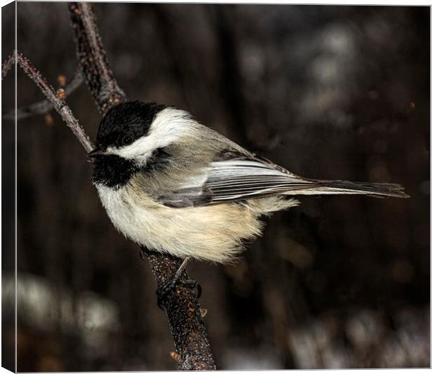 Black-capped Chickadee Canvas Print by Fred Denner
