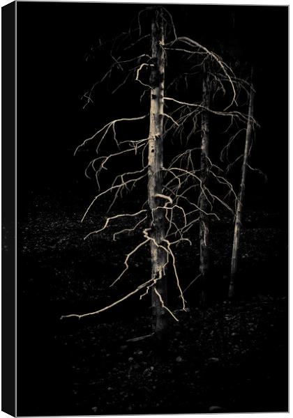 Ghost Trees Canvas Print by Fred Denner
