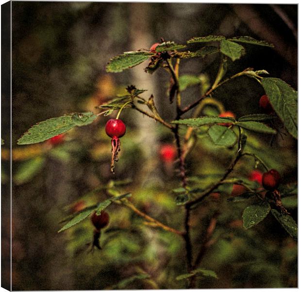 Wild Rosehips Canvas Print by Fred Denner