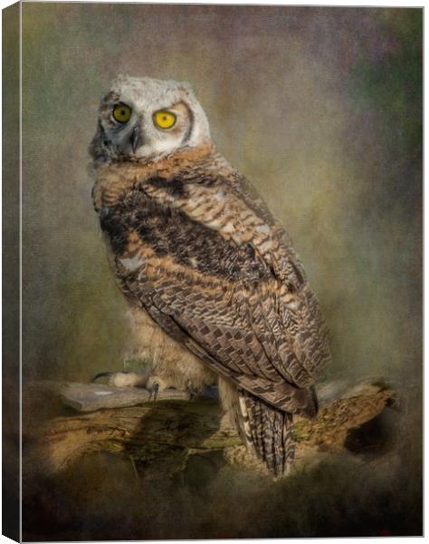 Great Horned Owlet Canvas Print by JOHN RONSON