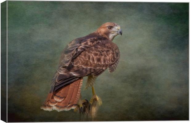 Red-Tailed Hawk Canvas Print by JOHN RONSON