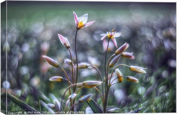 In the time of tulips Canvas Print by Phil Hart