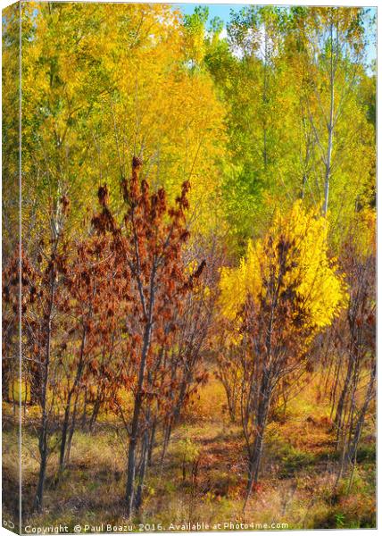 autumn colors Canvas Print by Paul Boazu