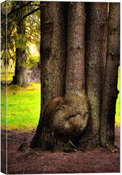 a family node  Canvas Print by Paul Boazu