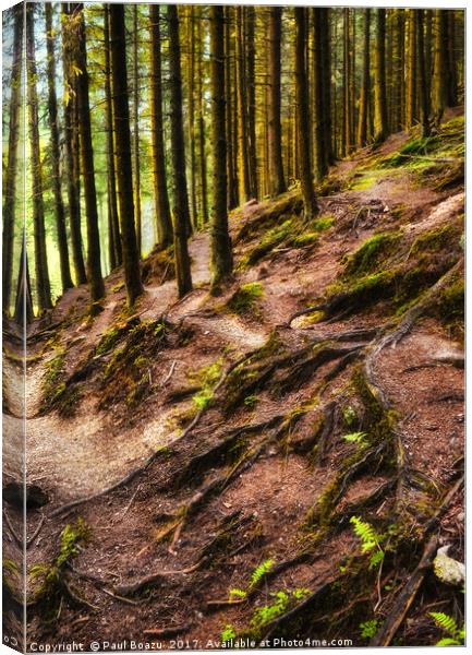 forest roots Canvas Print by Paul Boazu