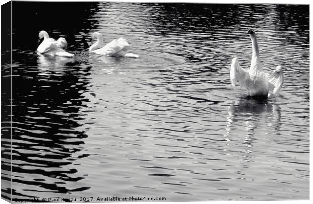 white swans on the lake Canvas Print by Paul Boazu