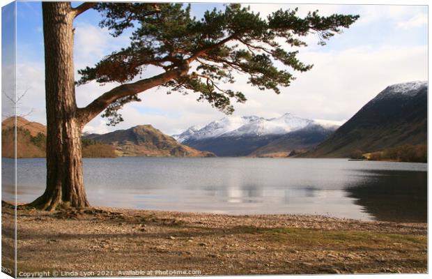  Crummock Water with large pine tree and snow on t Canvas Print by Linda Lyon