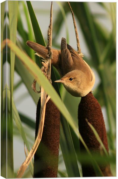 Reed Warbler Canvas Print by Linda Lyon