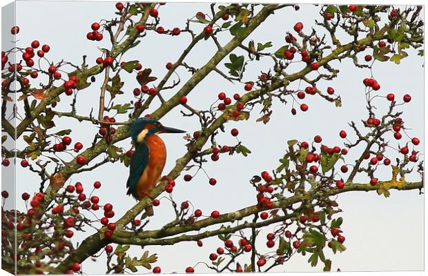 Kingfisher in Hawthorn tree............small sizes Canvas Print by Linda Lyon