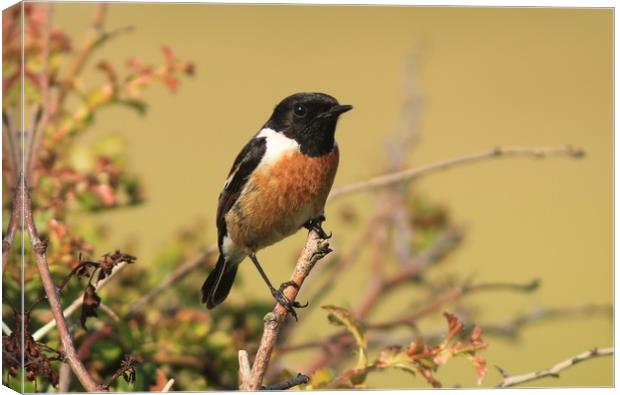 Male Stonechat perched.    small sizes Canvas Print by Linda Lyon