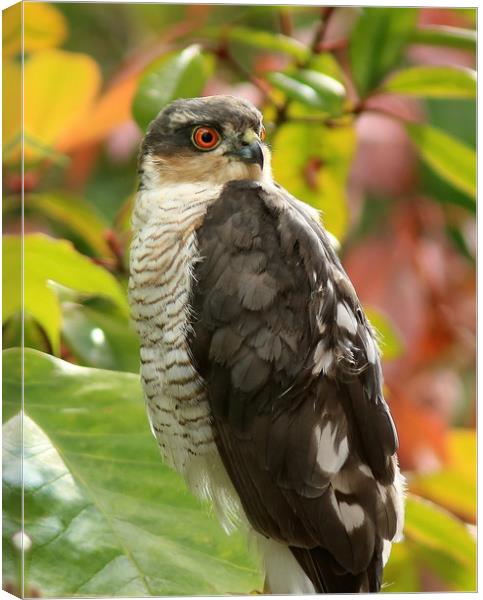 Sparrowhawk..........Small Sizes only Canvas Print by Linda Lyon