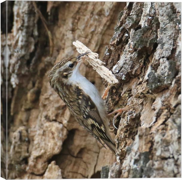Tree Creeper, carrying nest material Canvas Print by Linda Lyon
