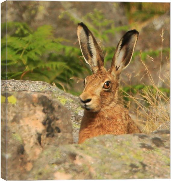 Watching me, Watching you.......Brown Hare Canvas Print by Linda Lyon