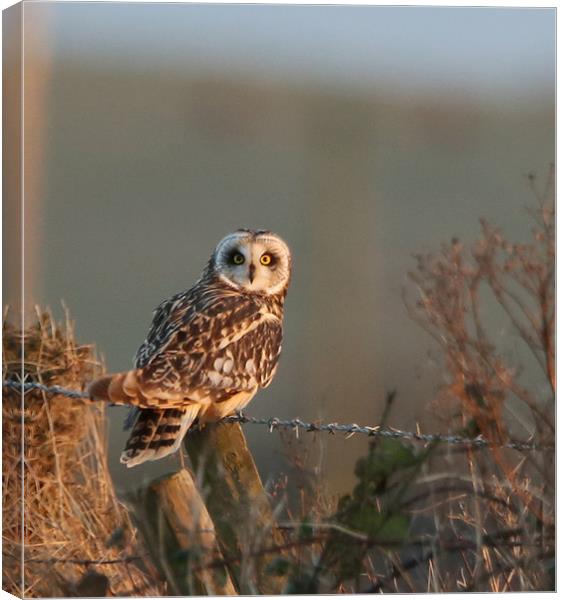 short-eared Owl in last sun...order small sizes Canvas Print by Linda Lyon