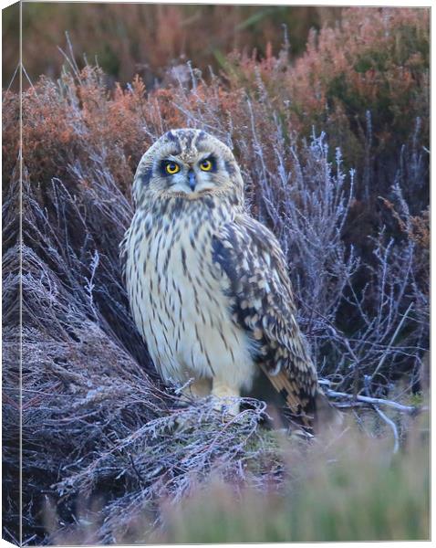 Short-eared Owl in Heather Canvas Print by Linda Lyon