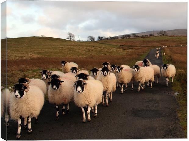 Here They Come! Canvas Print by Linda Lyon