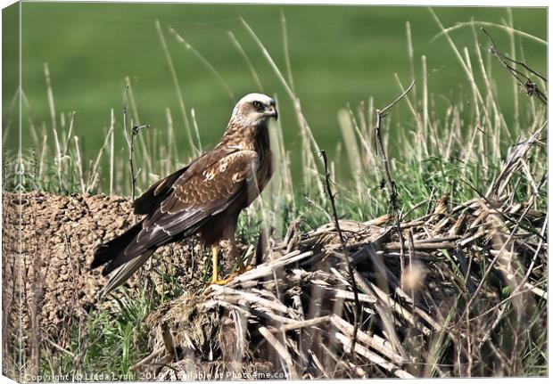 Marsh Harrier at nesting time in Kent Canvas Print by Linda Lyon