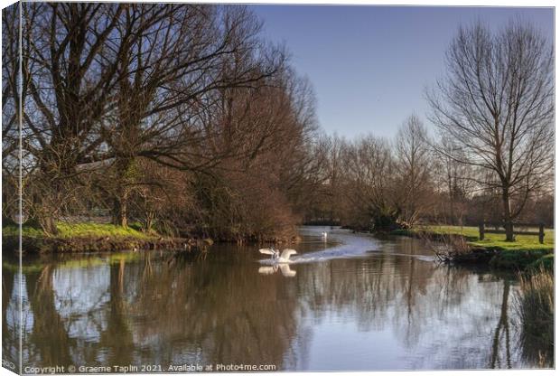 Swan on the River Stour Canvas Print by Graeme Taplin Landscape Photography