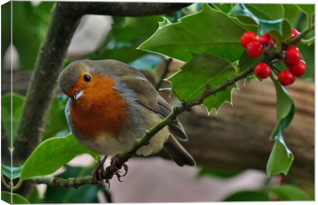 Robin and Holly Canvas Print by John Iddles