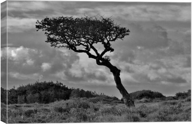 Windswept Hawthorn Canvas Print by John Iddles