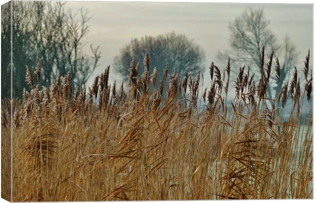 Frosty Reeds Canvas Print by John Iddles