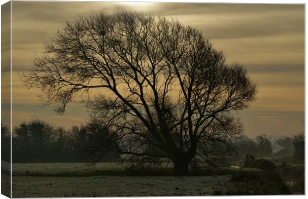 Winter tree silhouette Canvas Print by John Iddles