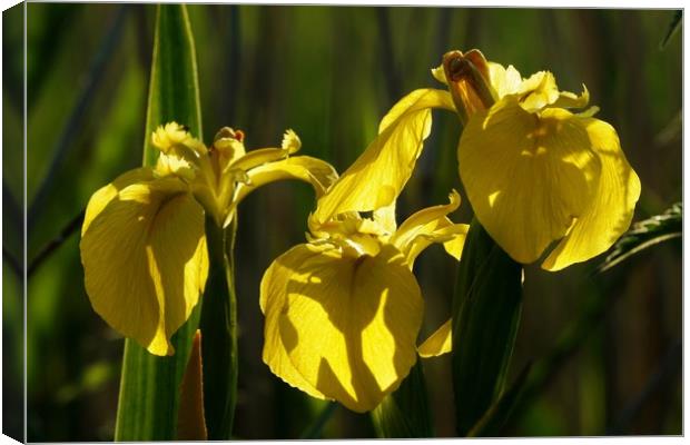 Yellow Flag Irises in evening sunlight Canvas Print by John Iddles
