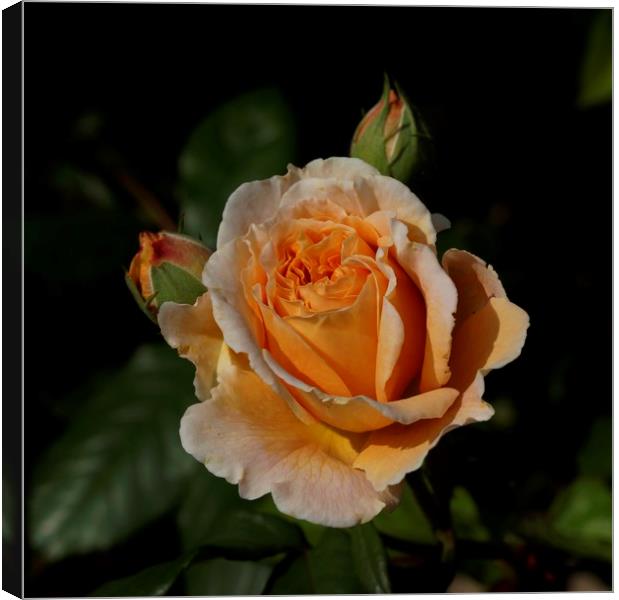 CROWN PRINCESS MARGARETA                           Canvas Print by John Iddles