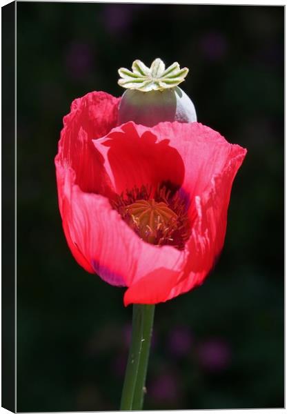 Red Poppy Canvas Print by John Iddles