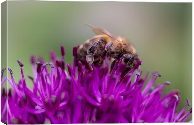 Common carder bee on a Purple Allium Flower Canvas Print by Milton Cogheil