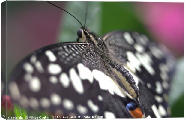 Common Lime Butterfly Canvas Print by Milton Cogheil