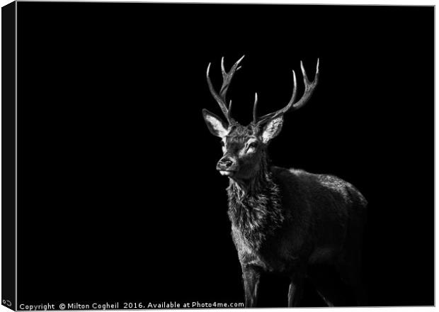 Red Deer 1 - Black Series Canvas Print by Milton Cogheil