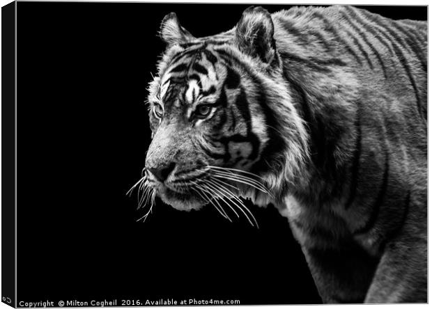 Tiger 1 - Black Series Canvas Print by Milton Cogheil