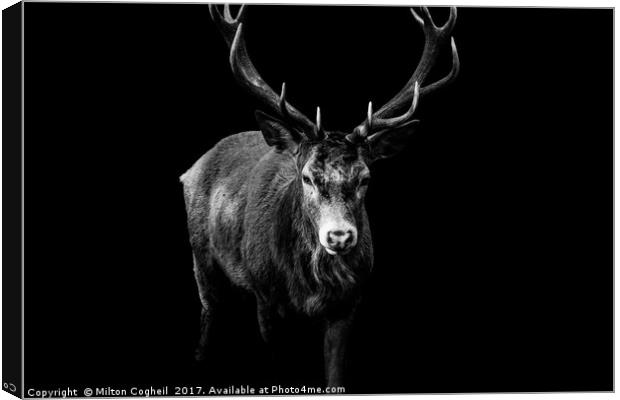 Red Deer 2 - Black Series Canvas Print by Milton Cogheil