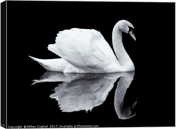 Swan 1 - Black Series Canvas Print by Milton Cogheil