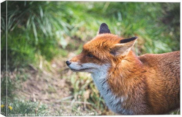 European Red Fox Canvas Print by Milton Cogheil