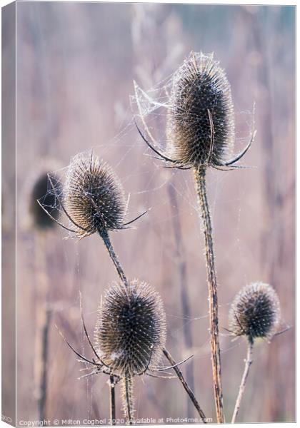 Teasels covered in wet spiders cobweb Canvas Print by Milton Cogheil