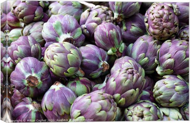 Organic purple globe artichokes Canvas Print by Milton Cogheil