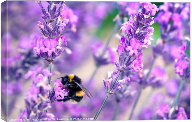 Bee pollinating lavender flowers Canvas Print by Milton Cogheil
