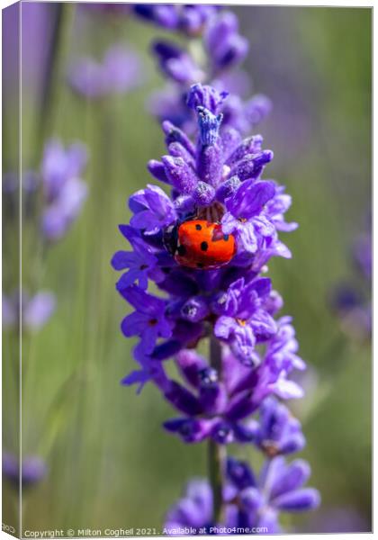 Close up of a seven spot ladybird on a lavender pl Canvas Print by Milton Cogheil